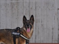 危険な現場で命がけで任務を全うした、誇り高き10匹の警察犬