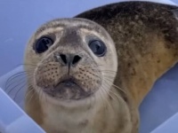 「元気に大きくなるんだよ！」魚の食べ方も知らなかった保護アザラシの赤ちゃん、無事に海へと帰る