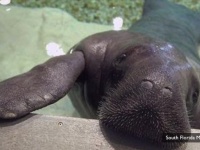 世界最高齢の人気者のマナティーが事故死・・・