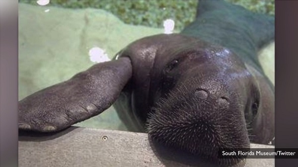 世界最高齢の人気者のマナティーが事故死・・・