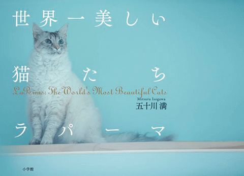 にゃんとも嬉しい! 猫好きの猫好きによる猫好きのための写真集に、もうメロメロ♡#4
