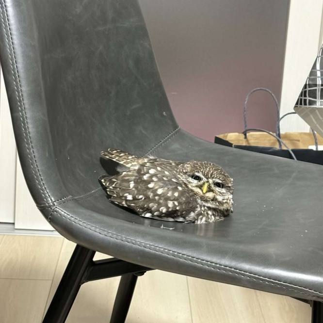 おねむだった（画像は再掲）