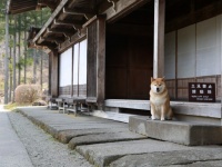 柴犬まるが紹介する岐阜の旅（後編）～まる、合掌造りの家でしっぽり～