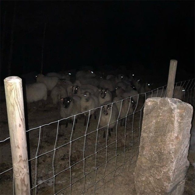 creepy-sheep15_e