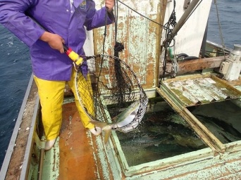 放流されるブリ（提供：長崎大学・環東シナ海環境資源研究センター、河邊玲教授）