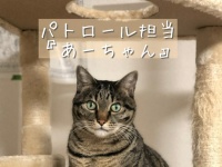 佐々木蔵之介さんの実家の酒蔵には、3匹の「お偉いにゃん」がいるらしい　若手社員は全員「部下」