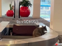 オンリーアメリカ？空港の荷物受取レーンに出没したアライグマの「ちょっと通りますよ」