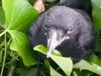 カラスのヒナの救助をしようとしたら…カラスのママがアタックしてきたわけよ