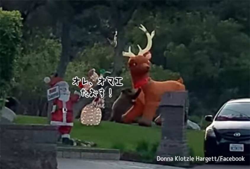 オレ、オマエ、タオス！子熊がトナカイに勝負を挑む