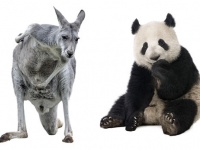 先史時代を生きた巨大カンガルーとジャイアントパンダにはユニークな共通点があった