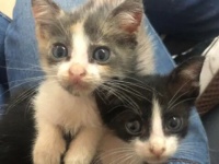 道端で子猫が2匹丸まってた。無事に保護された子猫兄弟、幸せなお家へ