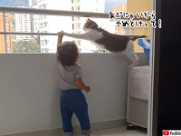 お前にここは危険にゃ！ベランダにいる子供を守ろうとする猫