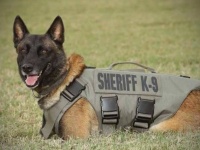 2度の銃弾を受けながらも犯人確保に尽力し、殉職してしまった警察犬（K9）の追悼式（アメリカ）