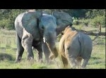 これぞ頂上決戦！　アフリカで撮影されたサイVSゾウの対決が大迫力