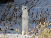 雪の中から「だるまさんがころんだ」をしていたのはオコジョ！スキーヤー歓喜