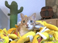 猫たちにキャットニップバナナを50本プレゼント！幸せいっぱいな猫ズを眺めて癒されよう