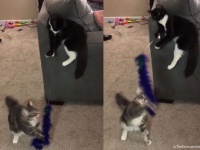 はい釣れた！猫が猫を猫じゃらしでじゃらすという珍百景