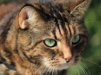 米国のネコ、毎年数百億の小動物を殺害、生態系に影響