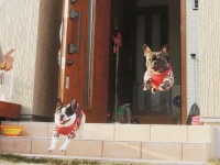 飼い主の「待て」は完全無視　外の世界に飛び出していく「空を駆けるワンコ」がかっこいい