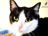あまりにも愛情深いという理由で施設に持ち込まれた猫、SNSの呼びかけで永遠の家を見つける