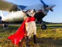 犬は確かに、飼い主を助けたいという気持ちを持っている（米研究）