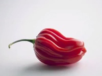 【衝撃】もはや兵器！？　早食い大会であの激辛唐辛子「ブート・ジョロキア」を食べた男性にある異変が・・・