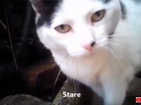 飼い猫は家の中と外で態度が違う。猫たちにカメラを設置し4年間追跡調査した結果、意外な事実が見えてきた（英研究）