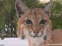 ボブキャットが超絶大接近！屋根の上で遊んでいる親子を撮影していたら、母親が気が付いて距離を詰めてきた