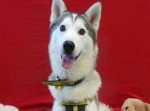 犬を病院に連れて行った結果、体内から“驚きの物”が発見される…