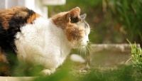 ​戦国時代は猫を時計代わりにしていた