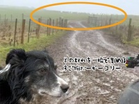 これはすごい！ボーダーコリーが一瞬で羊の群れを集めるお仕事動画