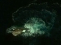 Google Earthが全長120メートルの「伝説の海獣クラーケン」を激写か！【衝撃映像】