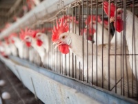2027年までに家畜の飼育用ケージの使用を段階的に廃止（ヨーロッパ）