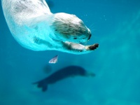 鳥羽水族館のラッコ（きうこさん撮影、Flickrより）