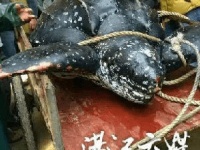 今回捕獲されたオサガメ。重さは200kgを超えていたという（金羊網）