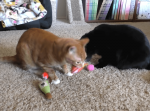猫を飼っている人には必見！猫専用のライフハック５つまとめをご紹介！