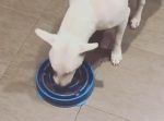 逆転の発想！　ワンちゃんに早食い防止のボウルでごはんをあげたら…！