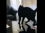 待て〜！　しっぽについた紙の帯をグルグルと追いかける猫。
