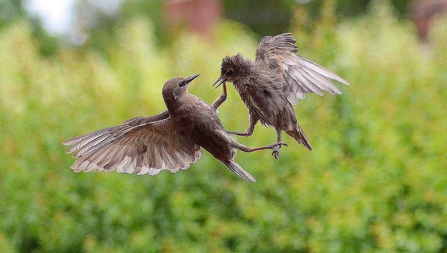 画像はイメージです（MICOLO J Thanx 4 1.8 million viewsさん撮影、Flickrより）