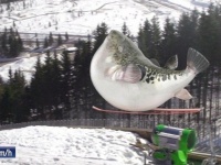 臼杵ふぐ、飛ぶ（画像はプレスリリースより）