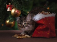 にゃんこハック？猫からクリスマスツリー守る簡単な方法