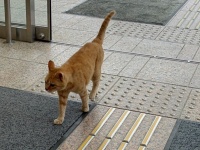 超堂々と博物館に入ってくるニャンコが激写される　もしかして常連さん？学芸員に聞くと...