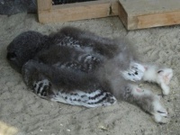 いるいる。フクロウの赤ちゃんの寝方が酔っ払いの行き倒れのようだった件について