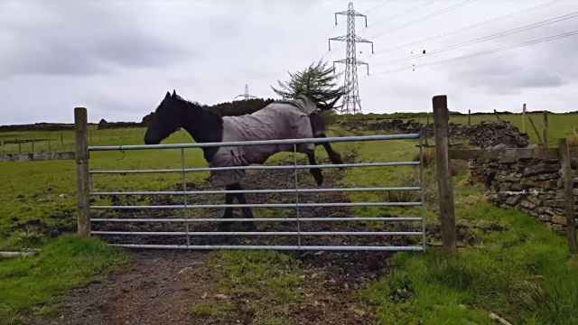 horse4