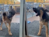 愛犬「窓が開いてない、ひどい！中に入れてよ！」とガラスに八つ当たりするも、実はその隣の窓が全開だった件