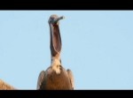 【動画】ペリカンのアクビがなんかちょっとグロい…