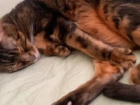 獣医のもとにシニア猫が運ばれてきた。安楽死を選びたくなかった獣医さん、そのまま飼い主へ立候補