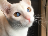 1つの瞳に2つの色。ダブルオッドアイの猫、オリーブの魅力にズームイン！（イギリス）