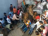 牛に踏みつけられるのはご褒美。願いが叶うとされているインドの伝統の祭り