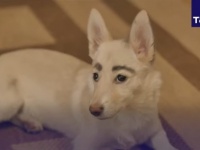 自毛だった！天然の太眉を持つ迷い犬が保護される。イタズラ描きと勘違いしたスタッフ、消そうとごしごし（ロシア）